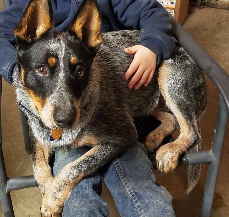 Rocky aka Rock Dog!